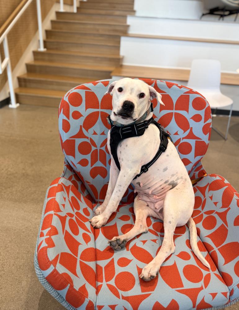 Cinder, a Adoptable mixed breed in Denver, CO image 4/6