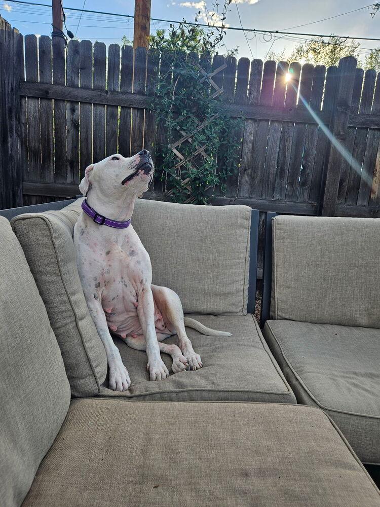 Cinder, a Adoptable mixed breed in Denver, CO image 5/6