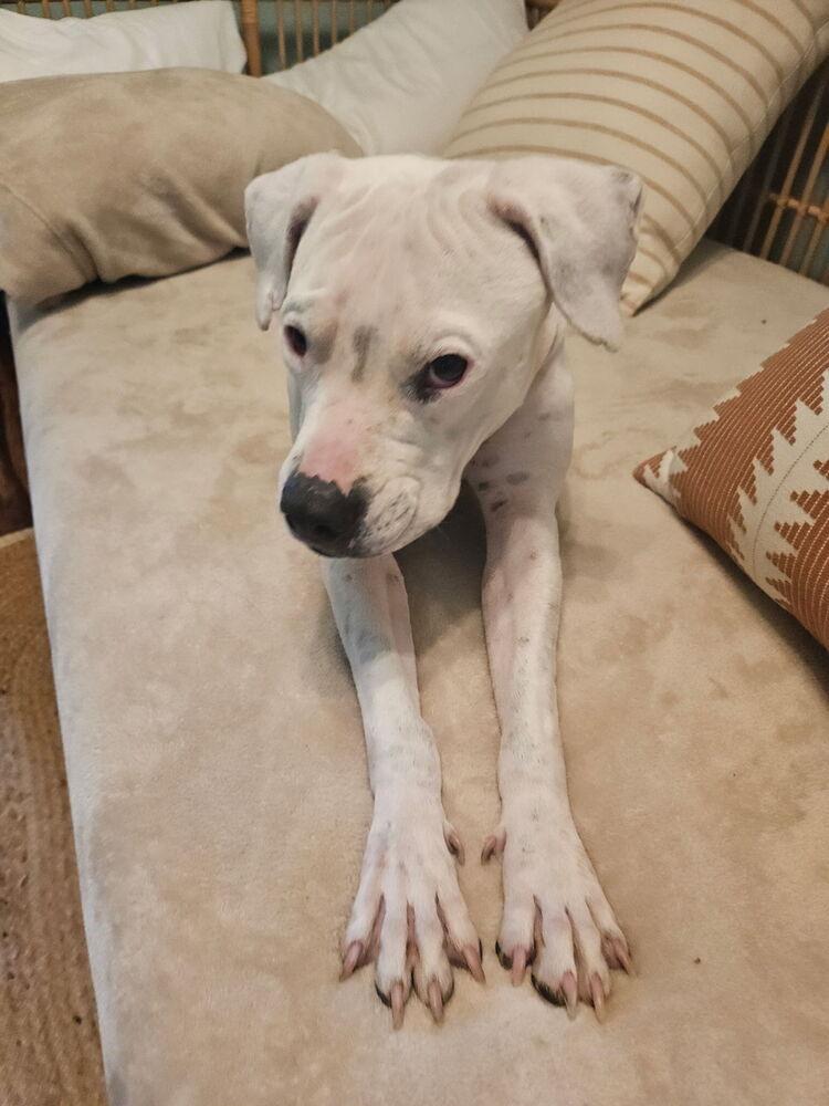 Cinder, a Adoptable mixed breed in Denver, CO image 6/6