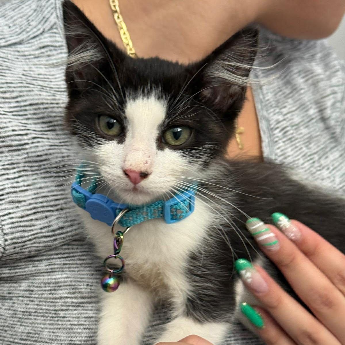 Shadow, ADOPTABLE, Kitten Male Domestic Short Hair.