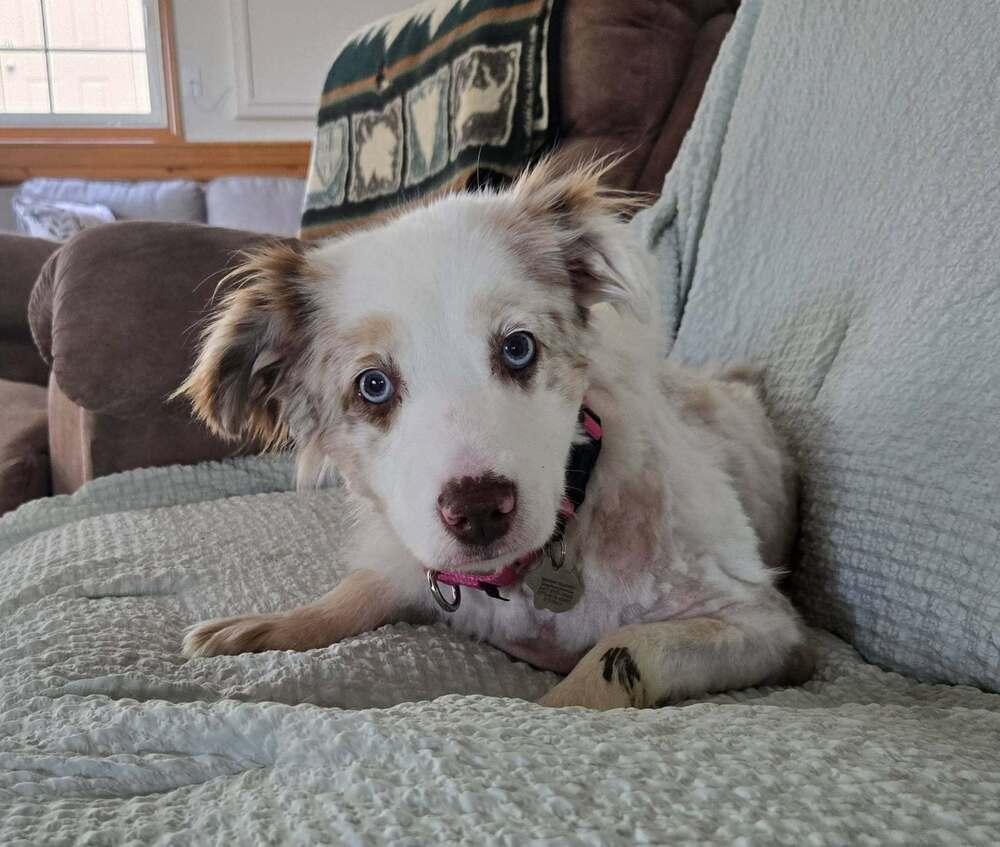 1160 Sparkle, a Adoptable Australian Shepherd in Sheridan, IL image 2/5