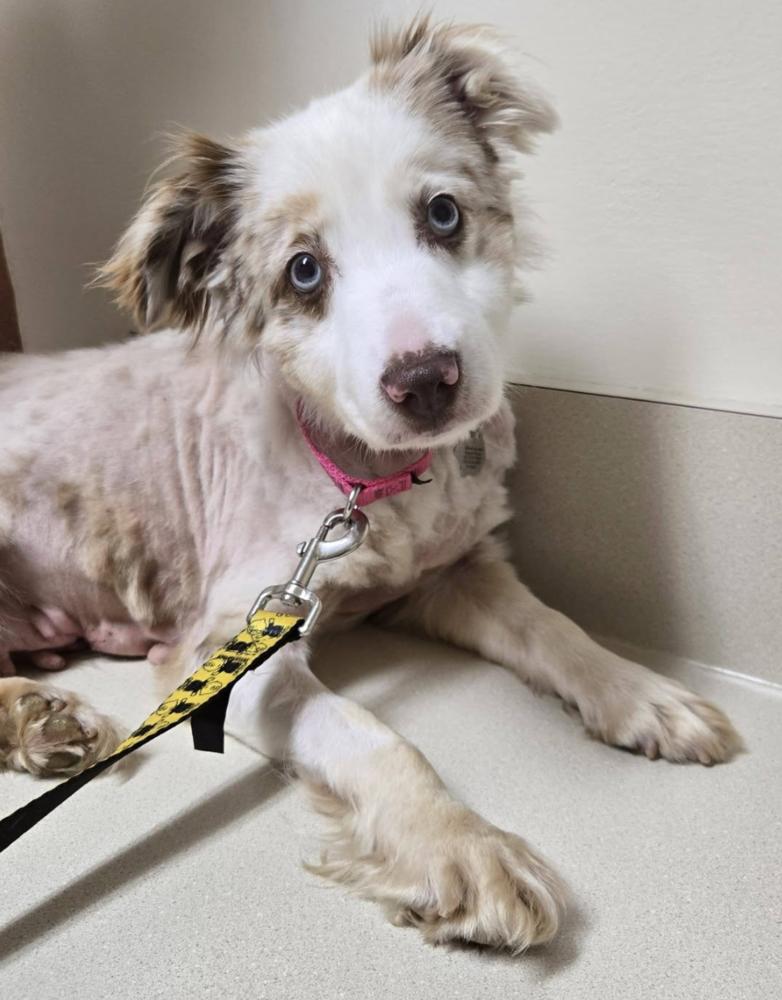 1160 Sparkle, a Adoptable Australian Shepherd in Sheridan, IL image 3/5