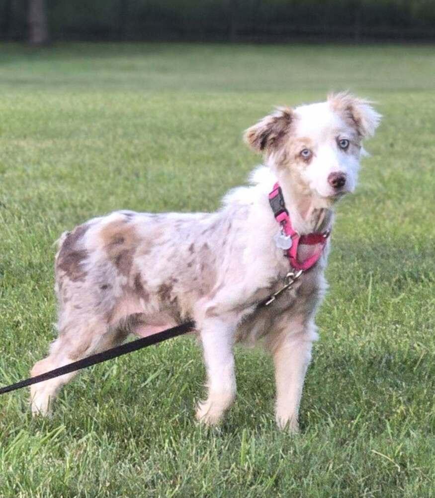 1160 Sparkle, a Adoptable Australian Shepherd in Sheridan, IL image 4/5