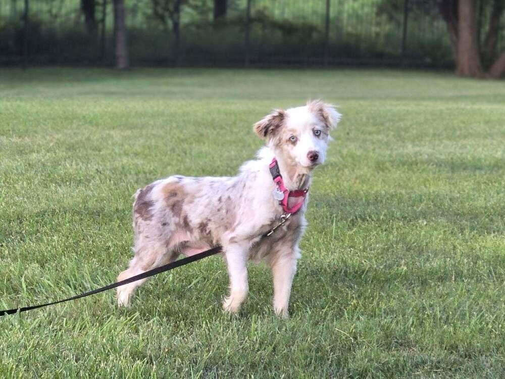1160 Sparkle, a Adoptable Australian Shepherd in Sheridan, IL image 5/5