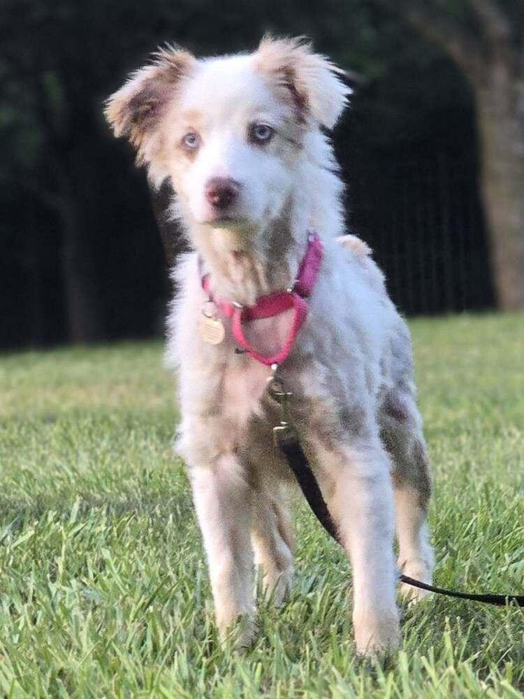 1160 Sparkle, Adoptable, Senior Female Australian Shepherd.