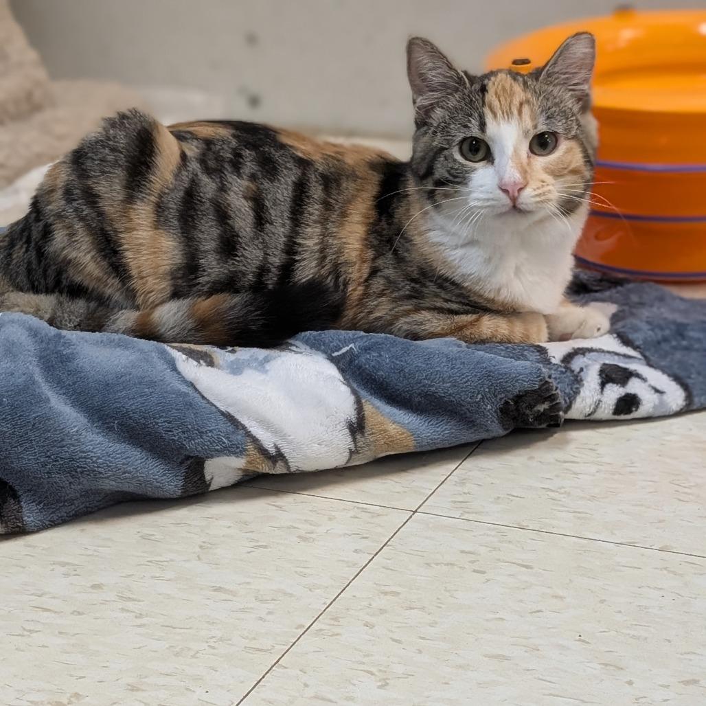 Musa, Adoptable, Young Female Domestic Short Hair.