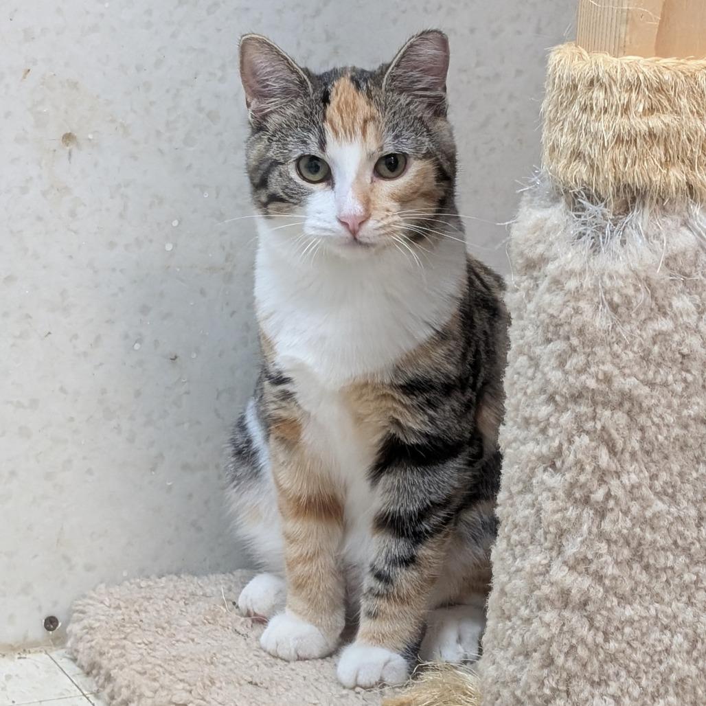 Enlarge Musa, a Adoptable Domestic Short Hair in Milford, IA image 2/6