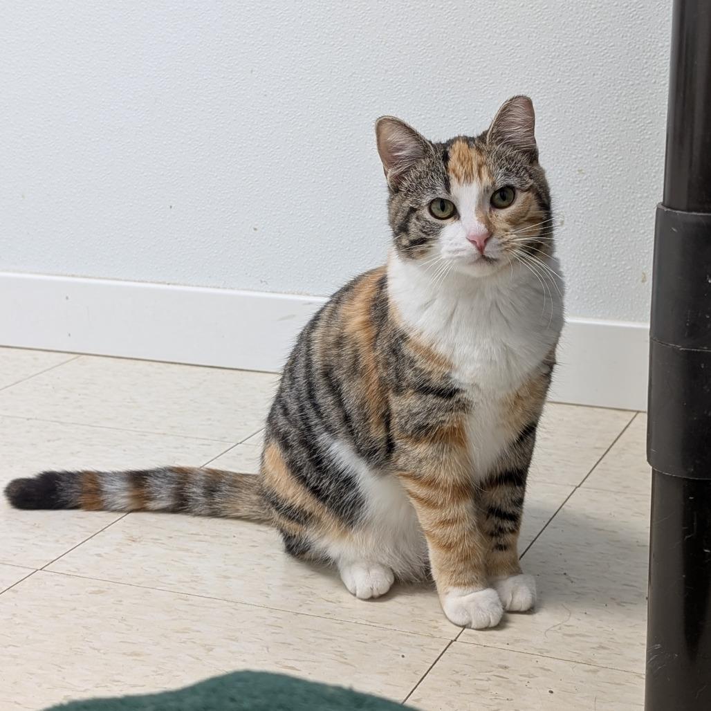 Enlarge Musa, a Adoptable Domestic Short Hair in Milford, IA image 3/6