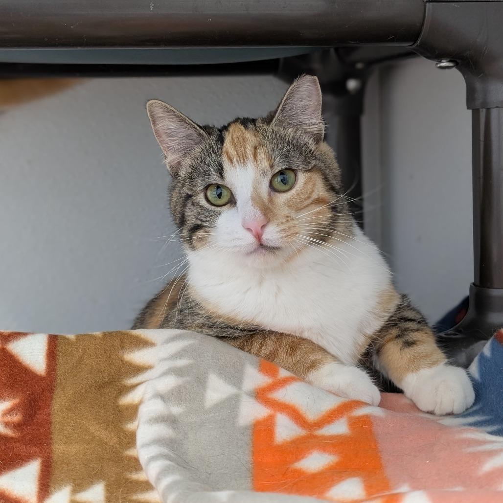 Enlarge Musa, a Adoptable Domestic Short Hair in Milford, IA image 5/6