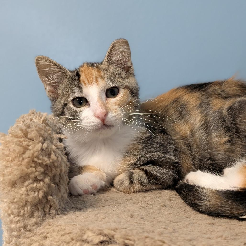 Enlarge Musa, a Adoptable Domestic Short Hair in Milford, IA image 6/6