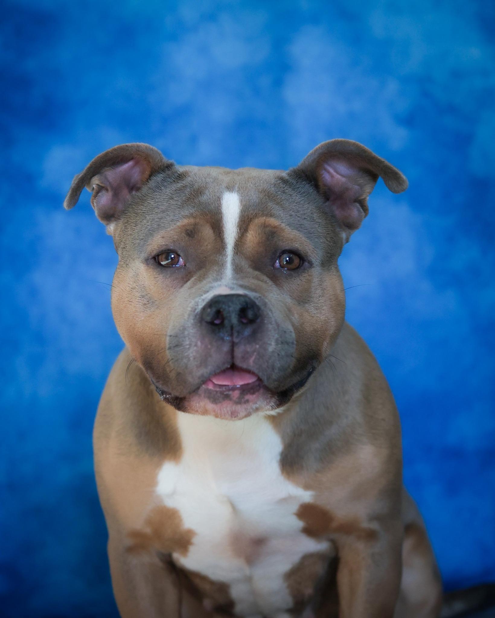 CALLIOPE (0392), ADOPTABLE, Young Female American Bully.