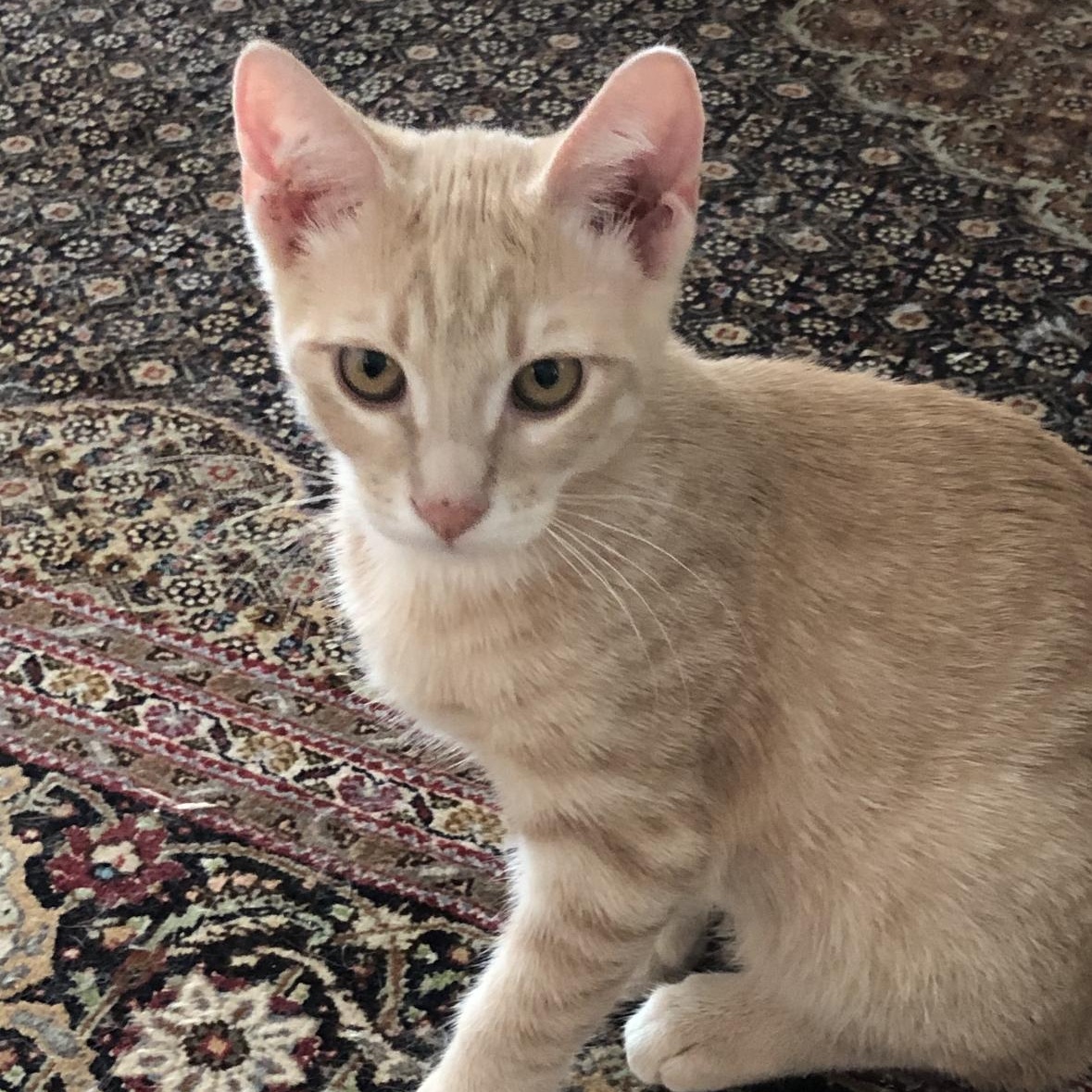Enlarge PB, a Adoptable Domestic Short Hair in Atlanta, GA image 2/4
