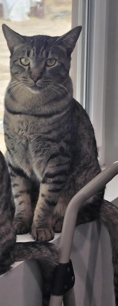 Enlarge Benny, a Adoptable Domestic Short Hair in Lancaster, CA image 2/3