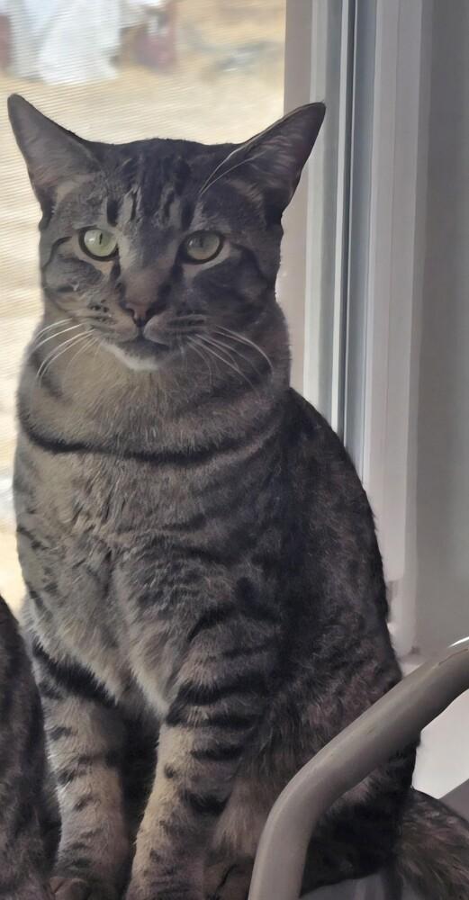 Enlarge Benny, a Adoptable Domestic Short Hair in Lancaster, CA image 3/3