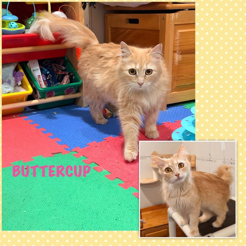 Enlarge BUTTERCUP, a Adoptable Domestic Long Hair in Dallas, PA image 1/1