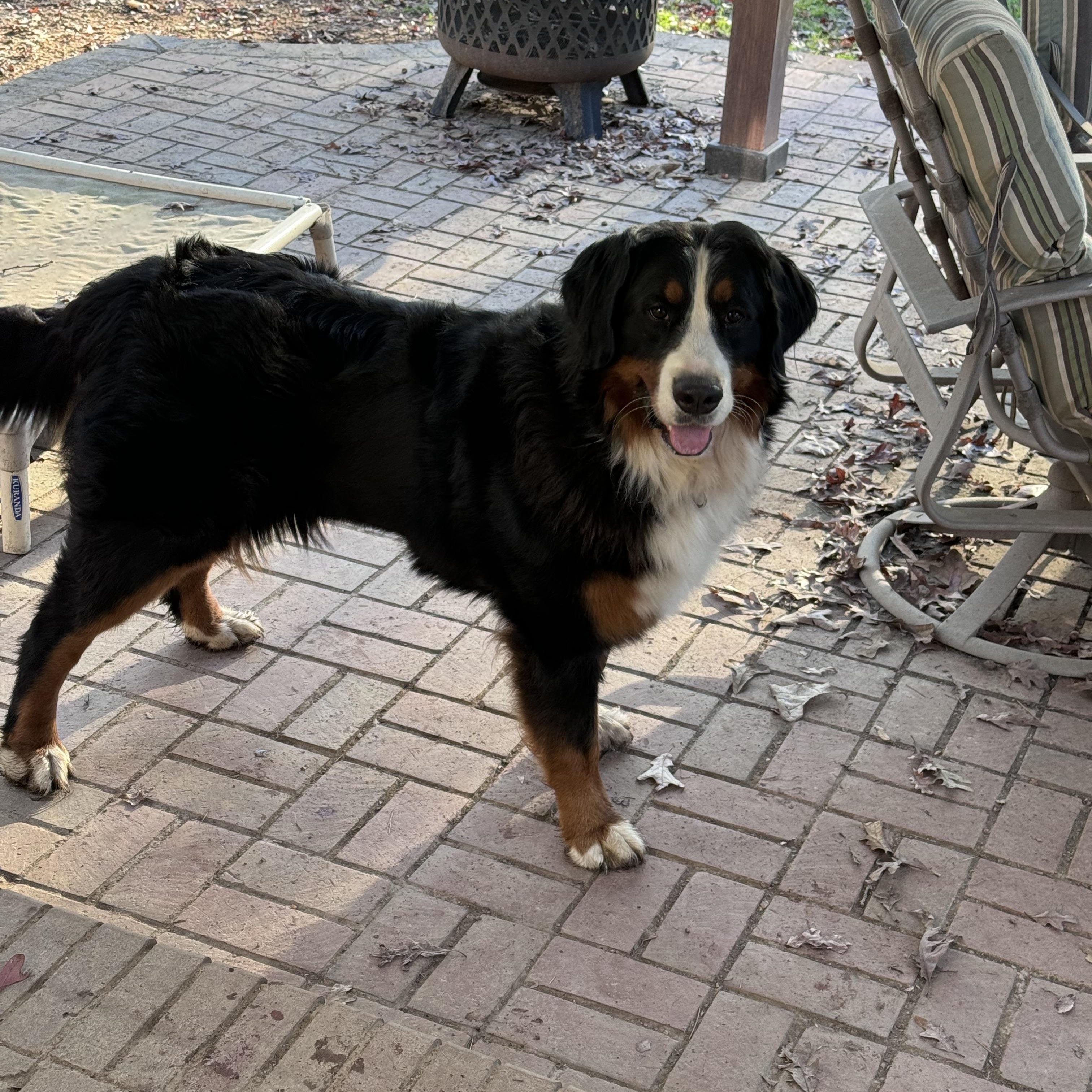Lady, Adopted, Adult Female Bernese Mountain Dog.