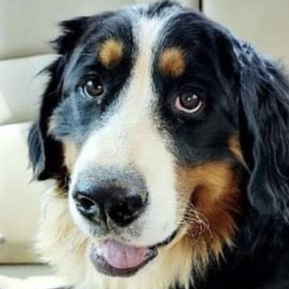 Enlarge Lady, a Adopted Bernese Mountain Dog in Monroe, NC image 2/3