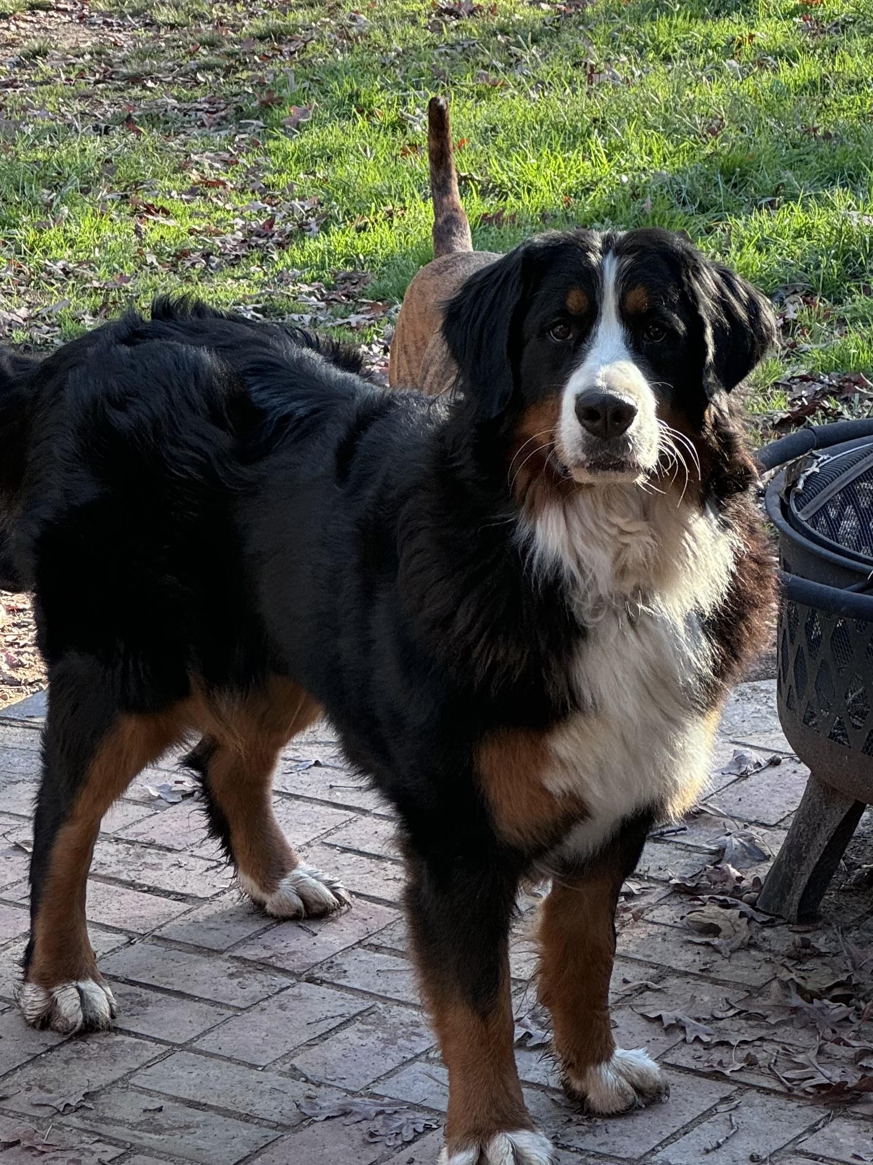 Enlarge Lady, a Adopted Bernese Mountain Dog in Monroe, NC image 3/3