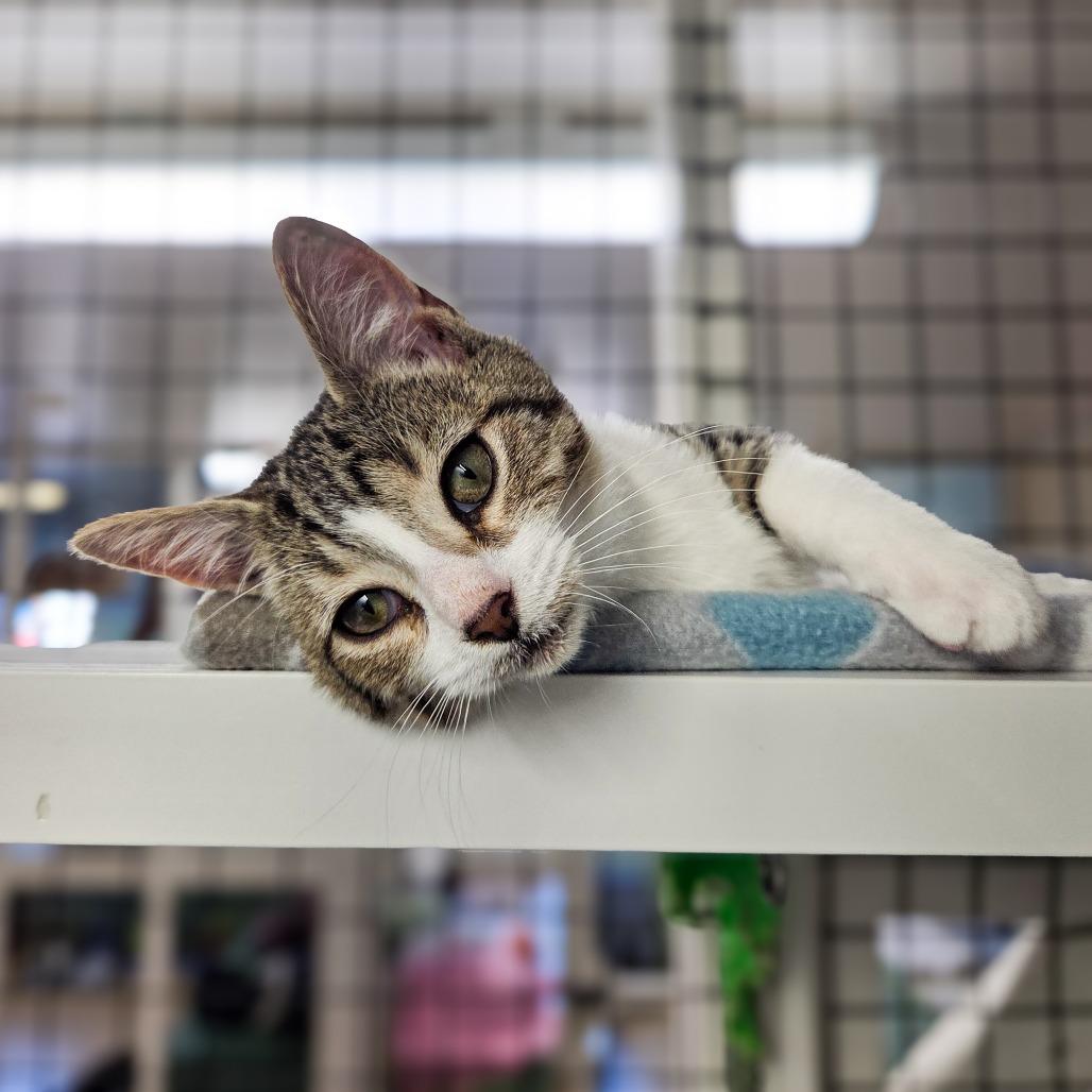 Jack, Adoptable, Kitten Male Domestic Short Hair.
