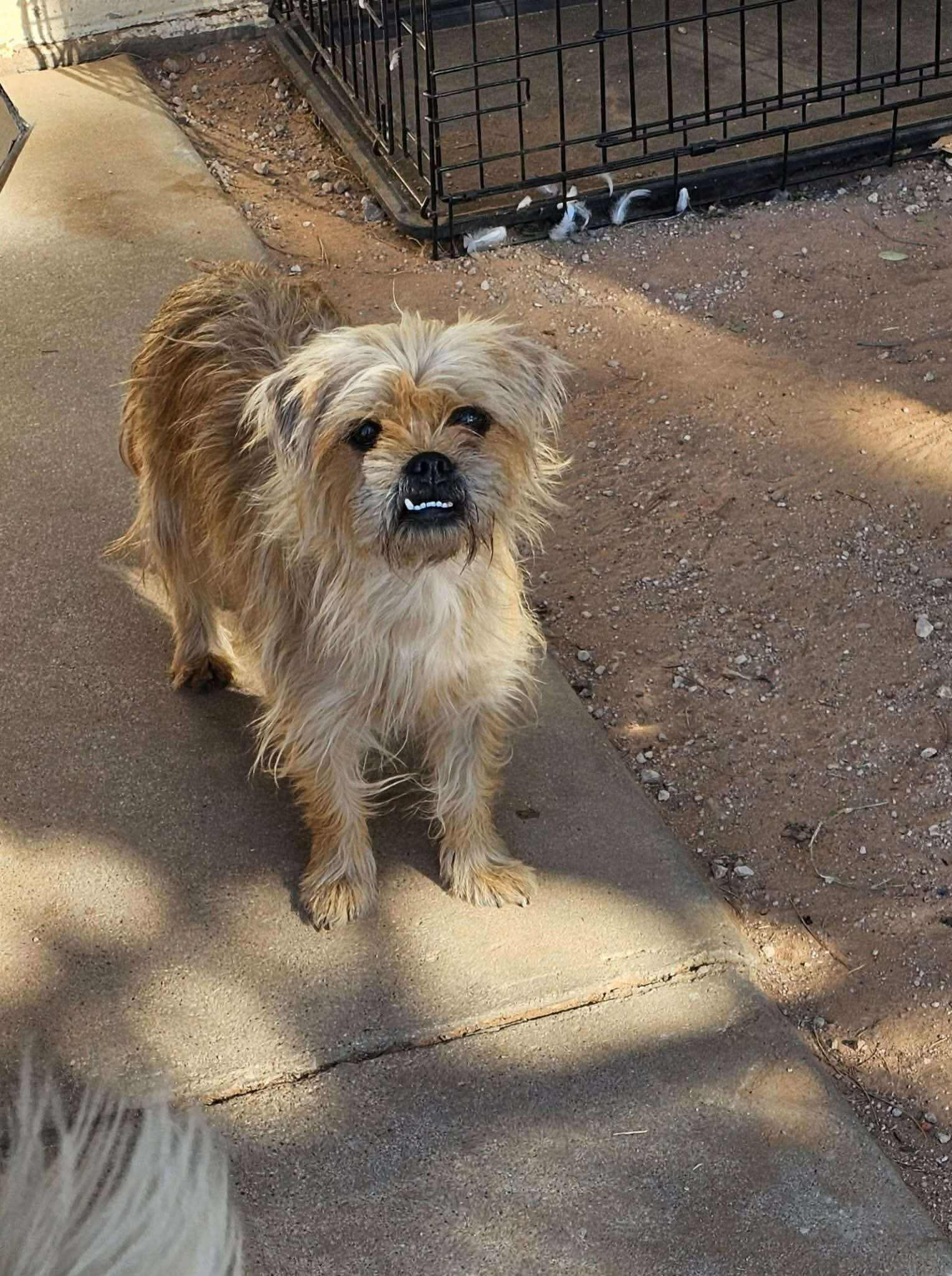 Enlarge Ginger, an adopted mixed breed in Uxbridge, MA image 1/1