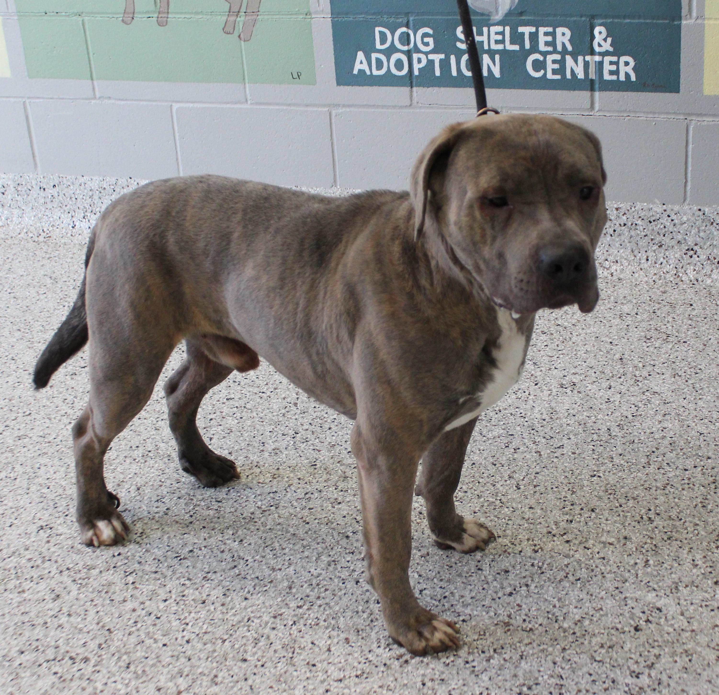 Enlarge Pat (11393), a ADOPTABLE mixed breed in Heath, OH image 2/2