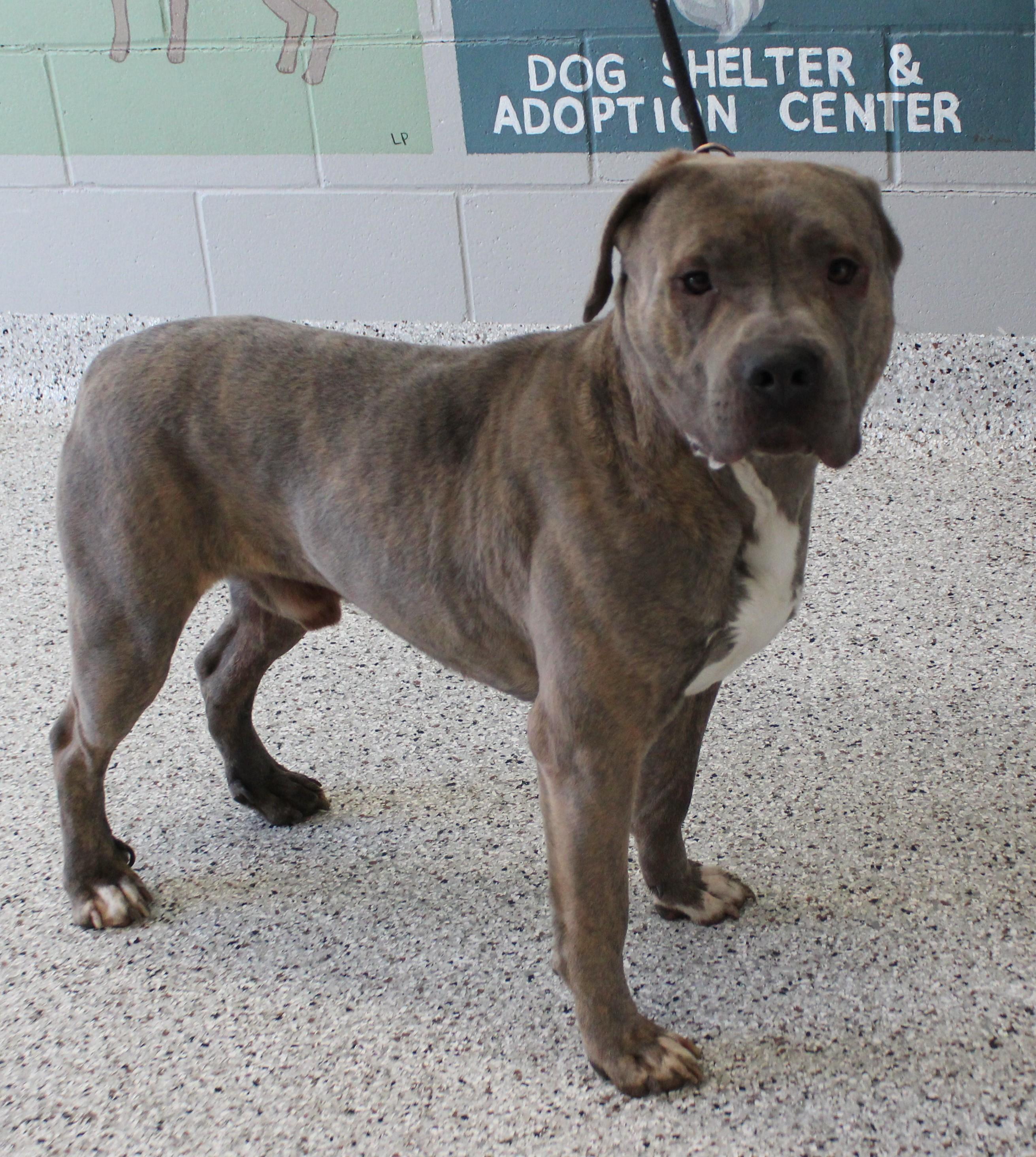Enlarge Pat (11393), a ADOPTABLE mixed breed in Heath, OH image 1/2