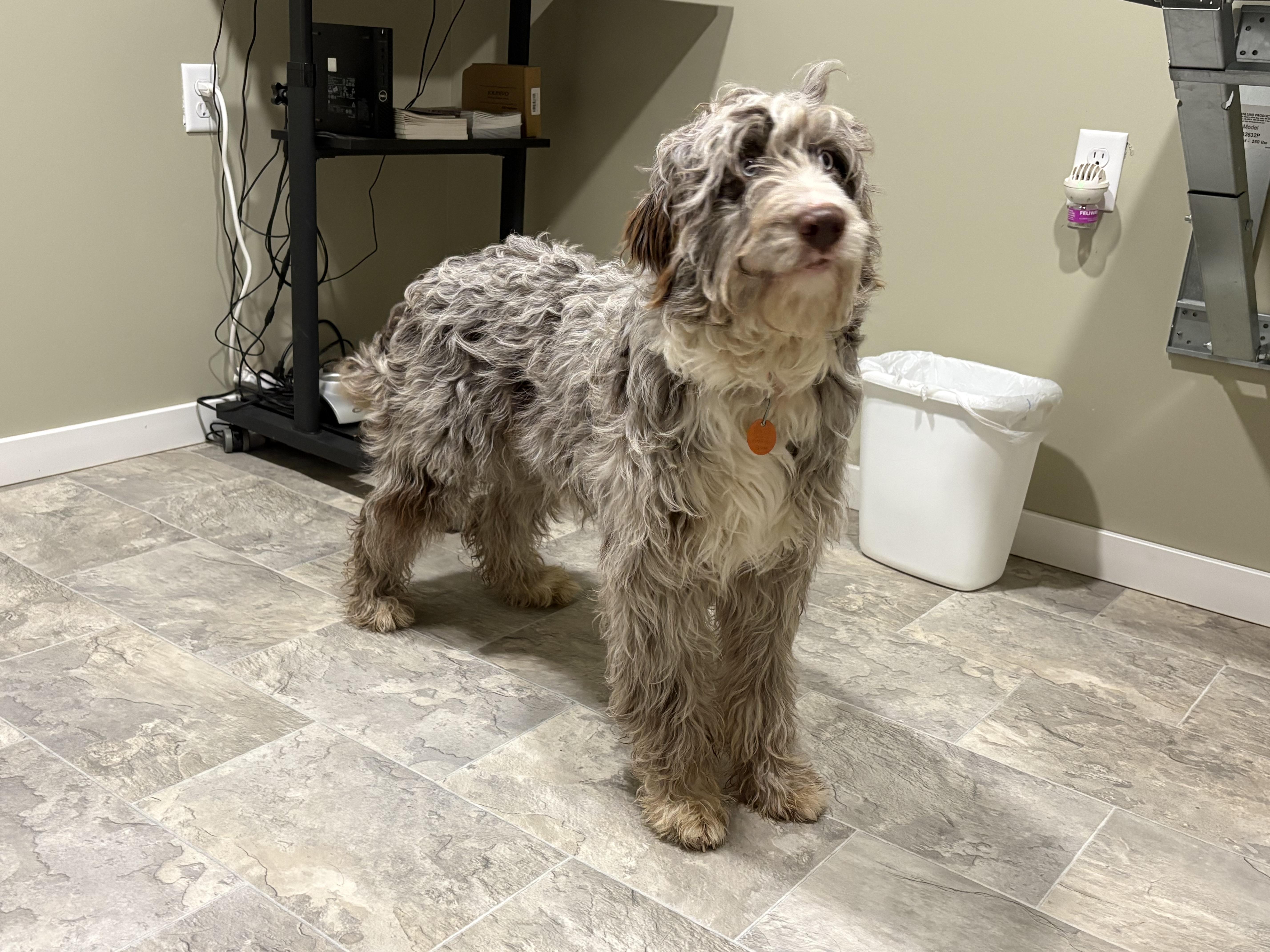 Enlarge Snickerdoodle, an adopted Aussiedoodle in Grant, NE image 3/5