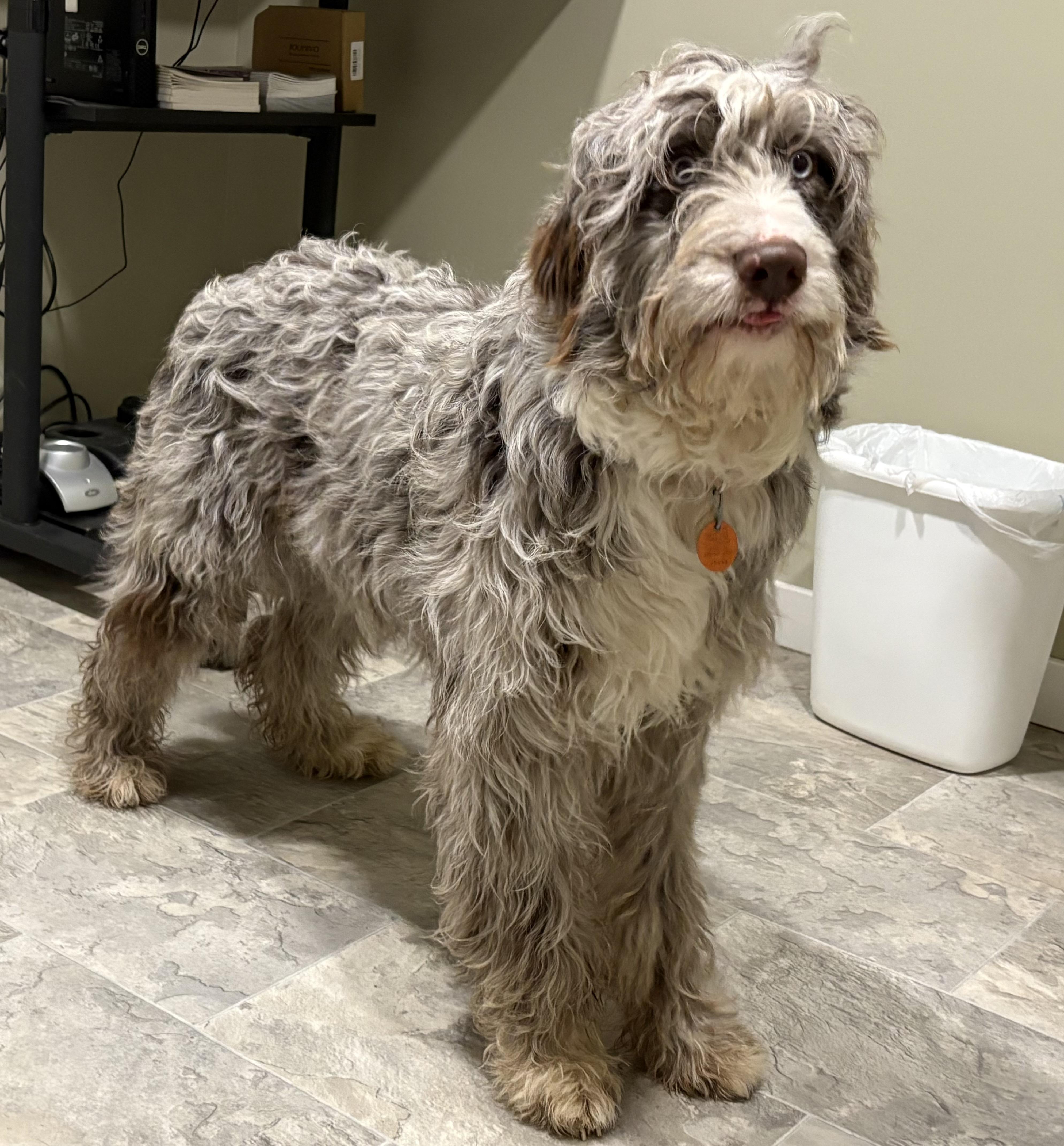 Snickerdoodle, adopted, Young Female Aussiedoodle.