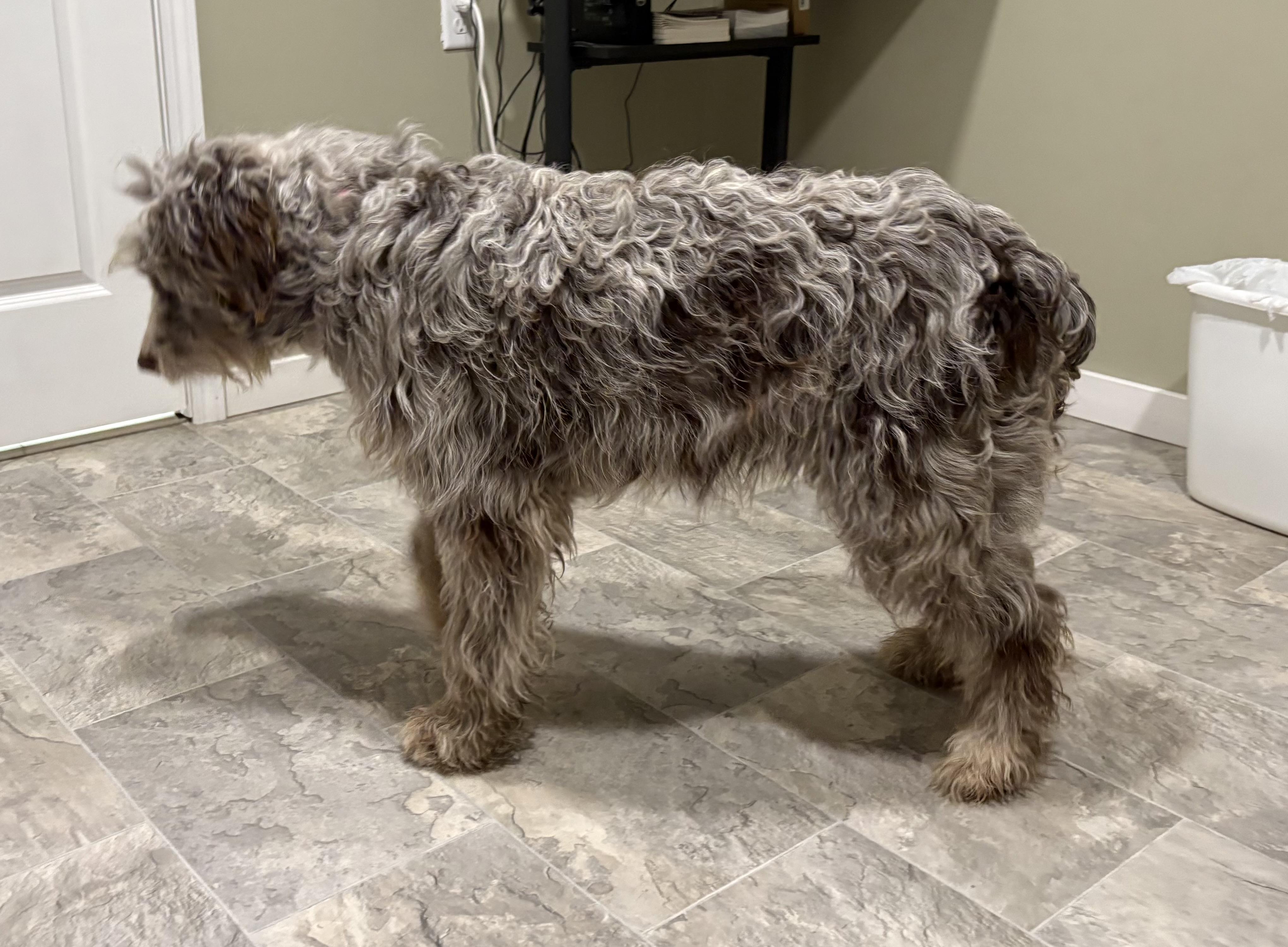 Enlarge Snickerdoodle, an adopted Aussiedoodle in Grant, NE image 4/5