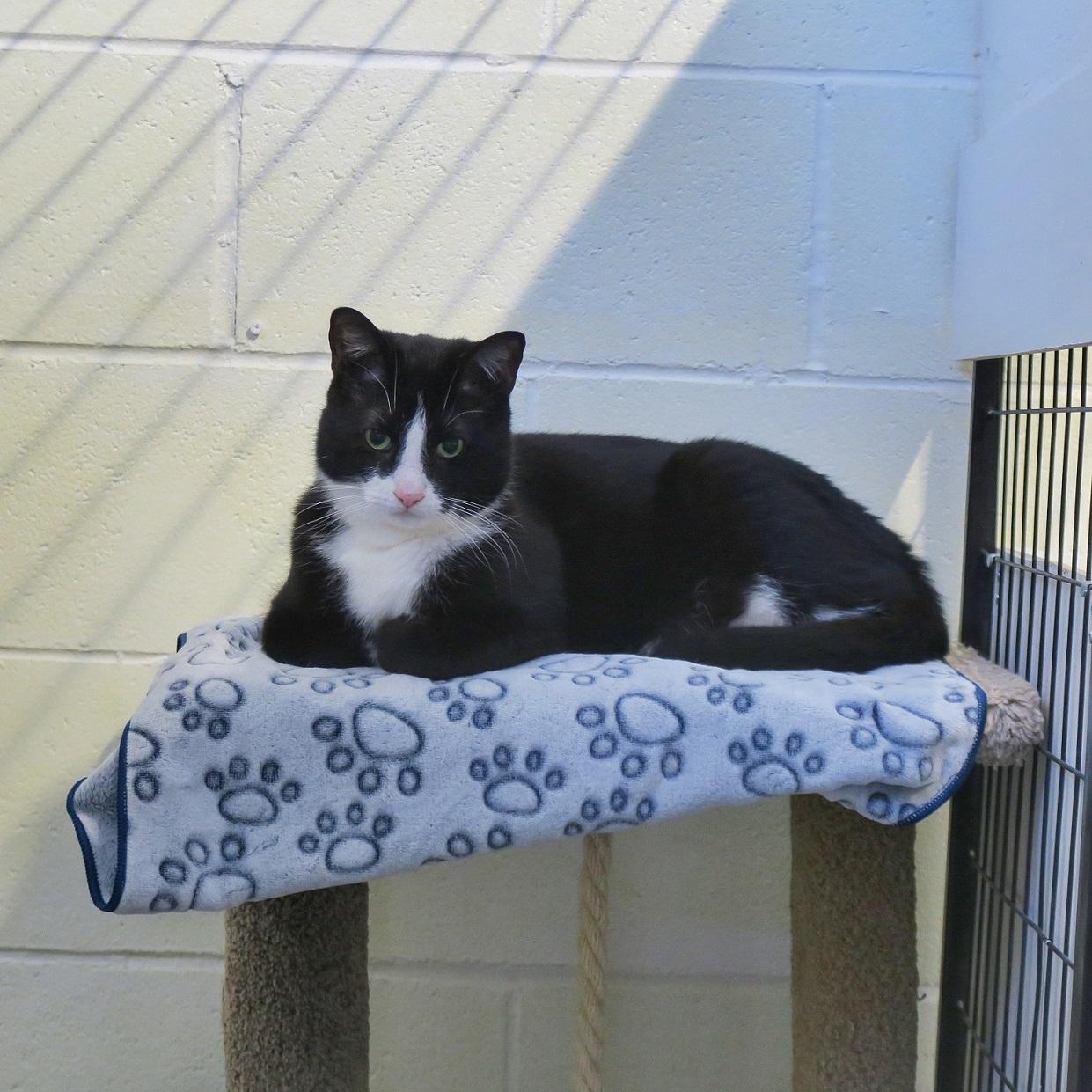 Mittens — thumbnail 2