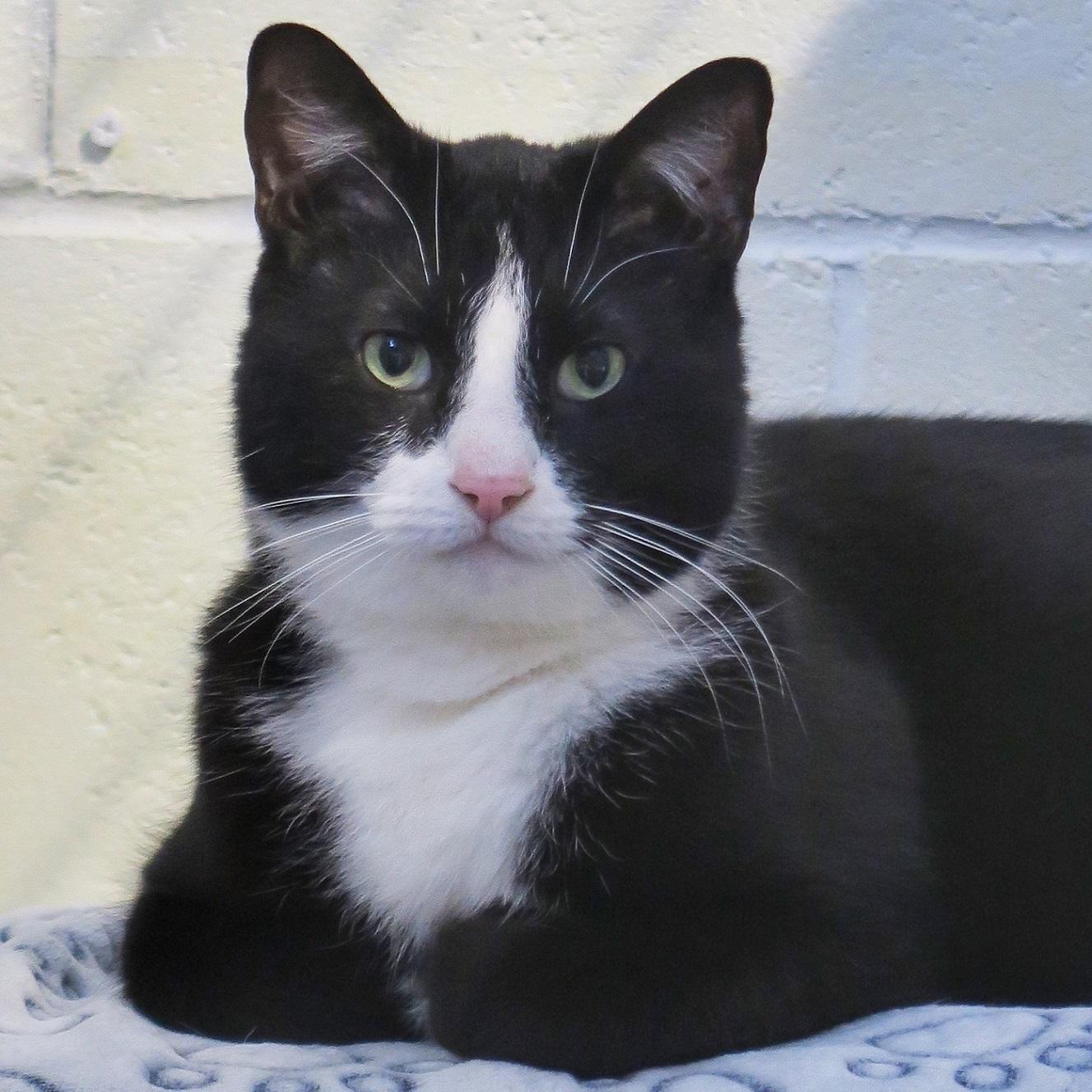 Mittens — thumbnail 3