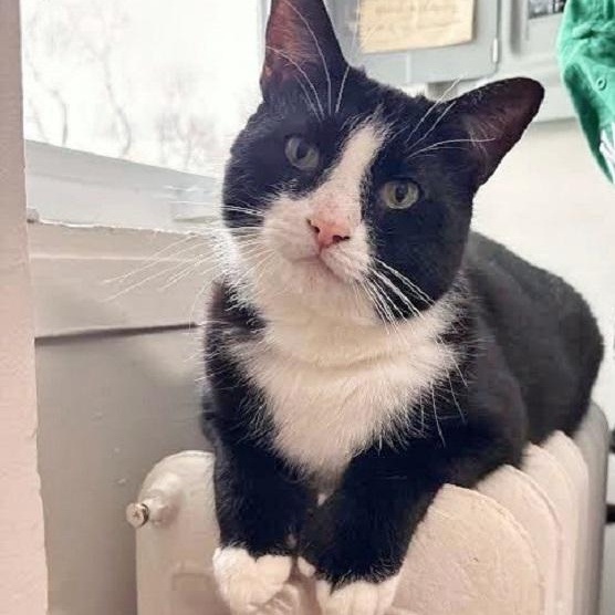 Mittens — thumbnail 4