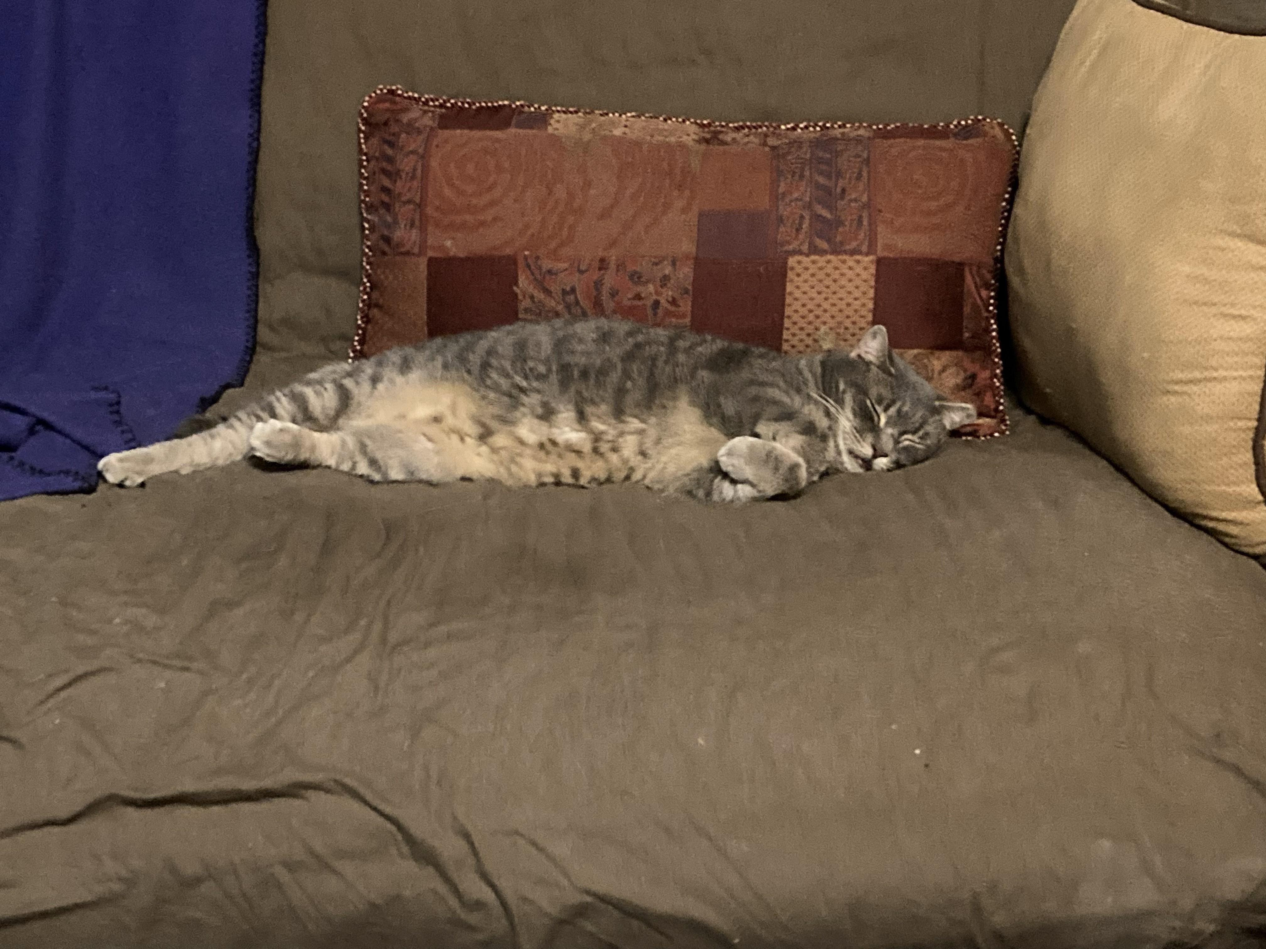 Enlarge GG, a ADOPTABLE Tabby in Malabar, FL image 1/2