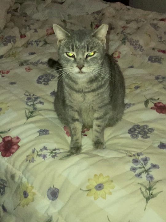 Enlarge GG, a ADOPTABLE Tabby in Malabar, FL video 2/2