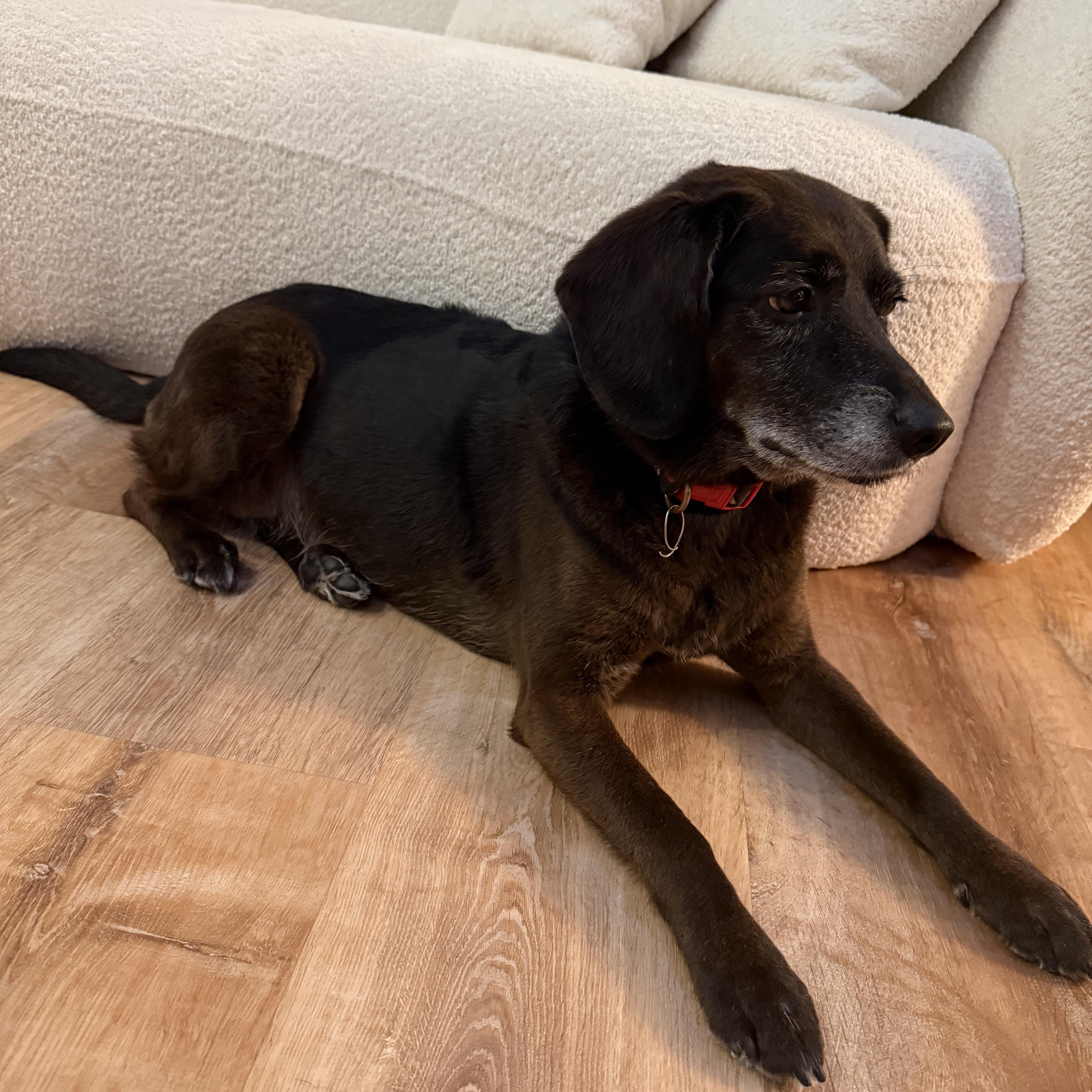 Luna-Courtesy Post-Not an LELRR dog, a ADOPTABLE mixed breed in Medina, OH image 3/3