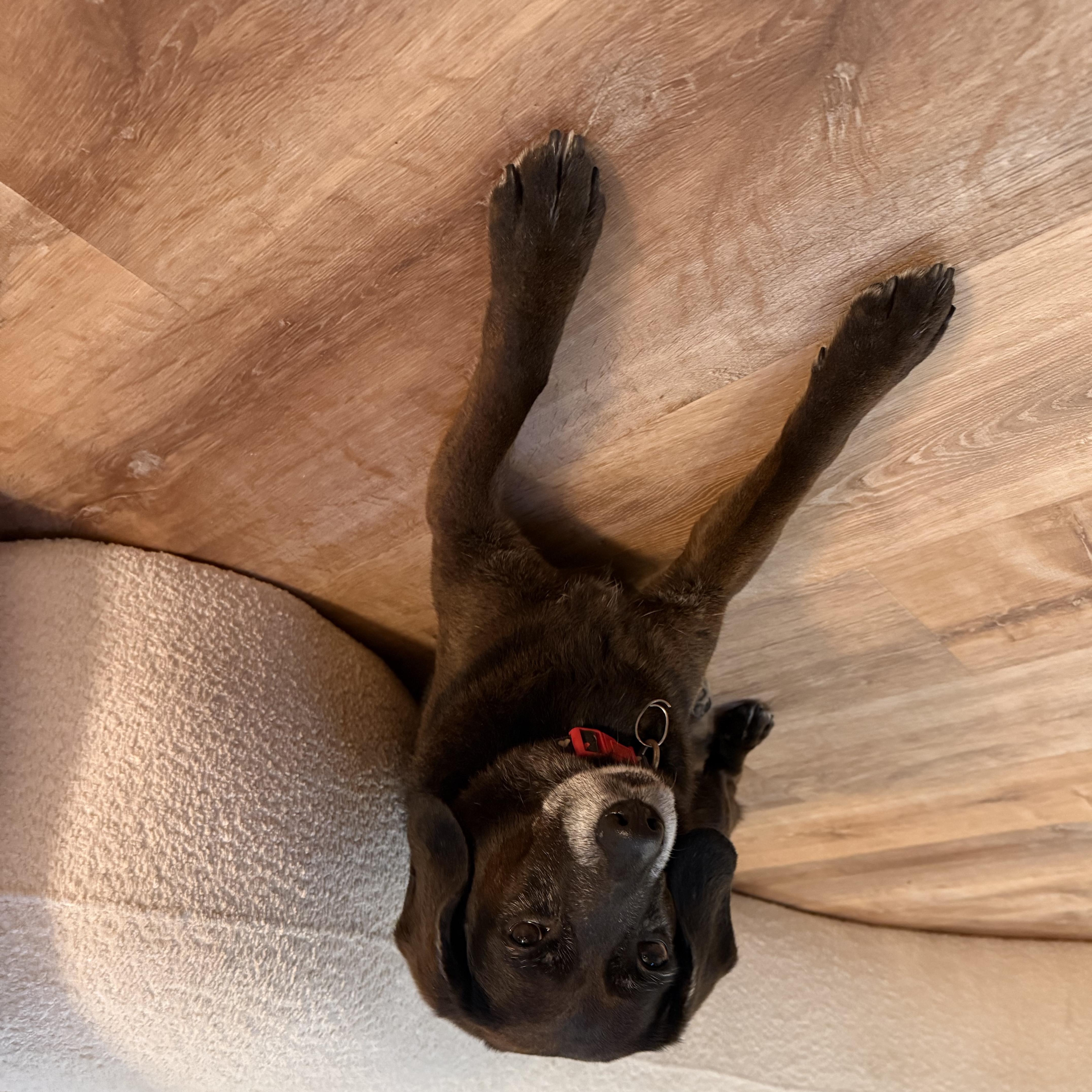 Luna-Courtesy Post-Not an LELRR dog, a ADOPTABLE mixed breed in Medina, OH image 2/3