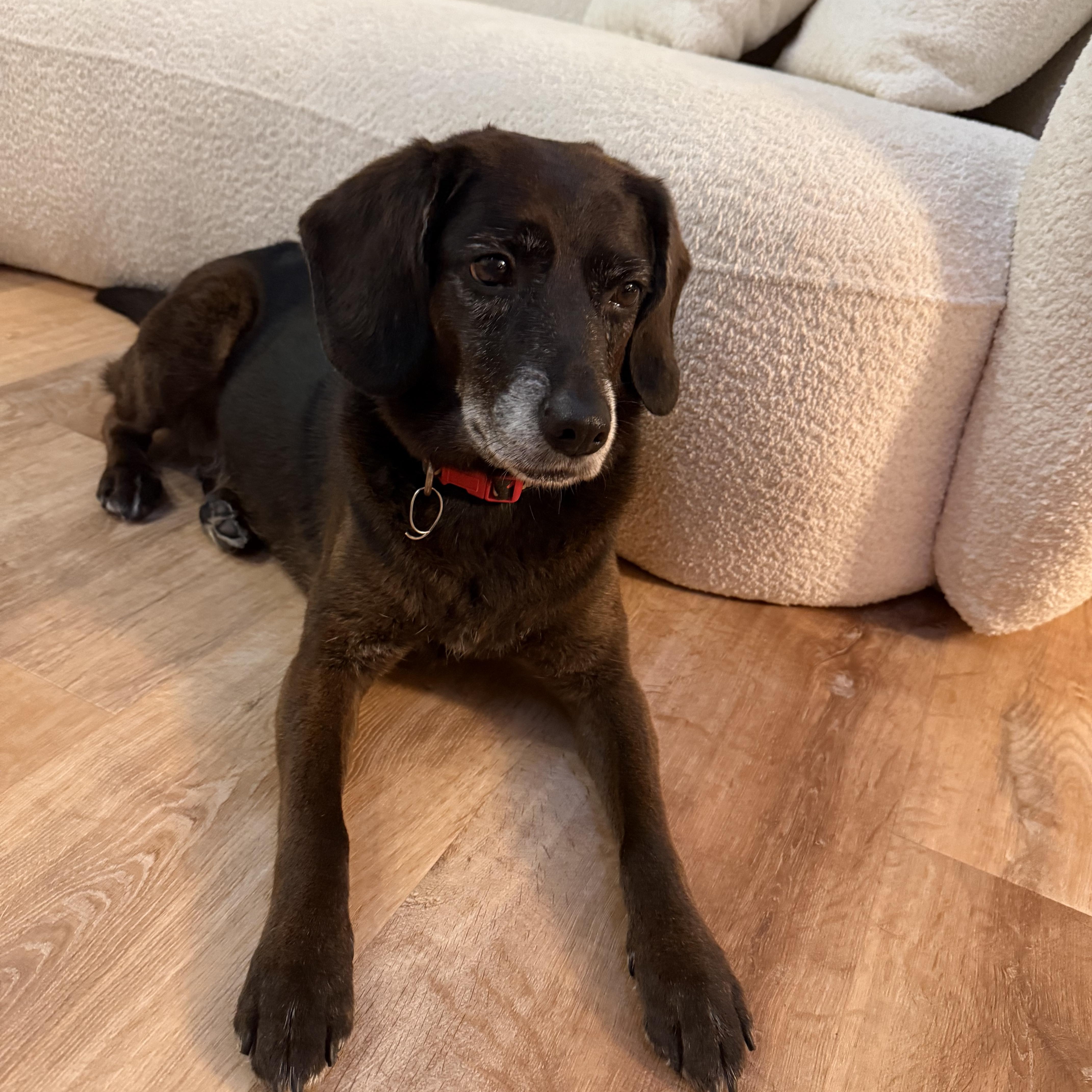 Luna-Courtesy Post-Not an LELRR dog, ADOPTABLE, Adult Female Labrador Retriever & Dachshund.