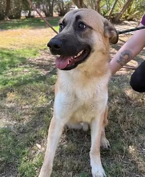 Enlarge Oliver URGENT PLACEMENT NEEDED, an adopted German Shepherd Dog in Glendale, AZ image 1/1