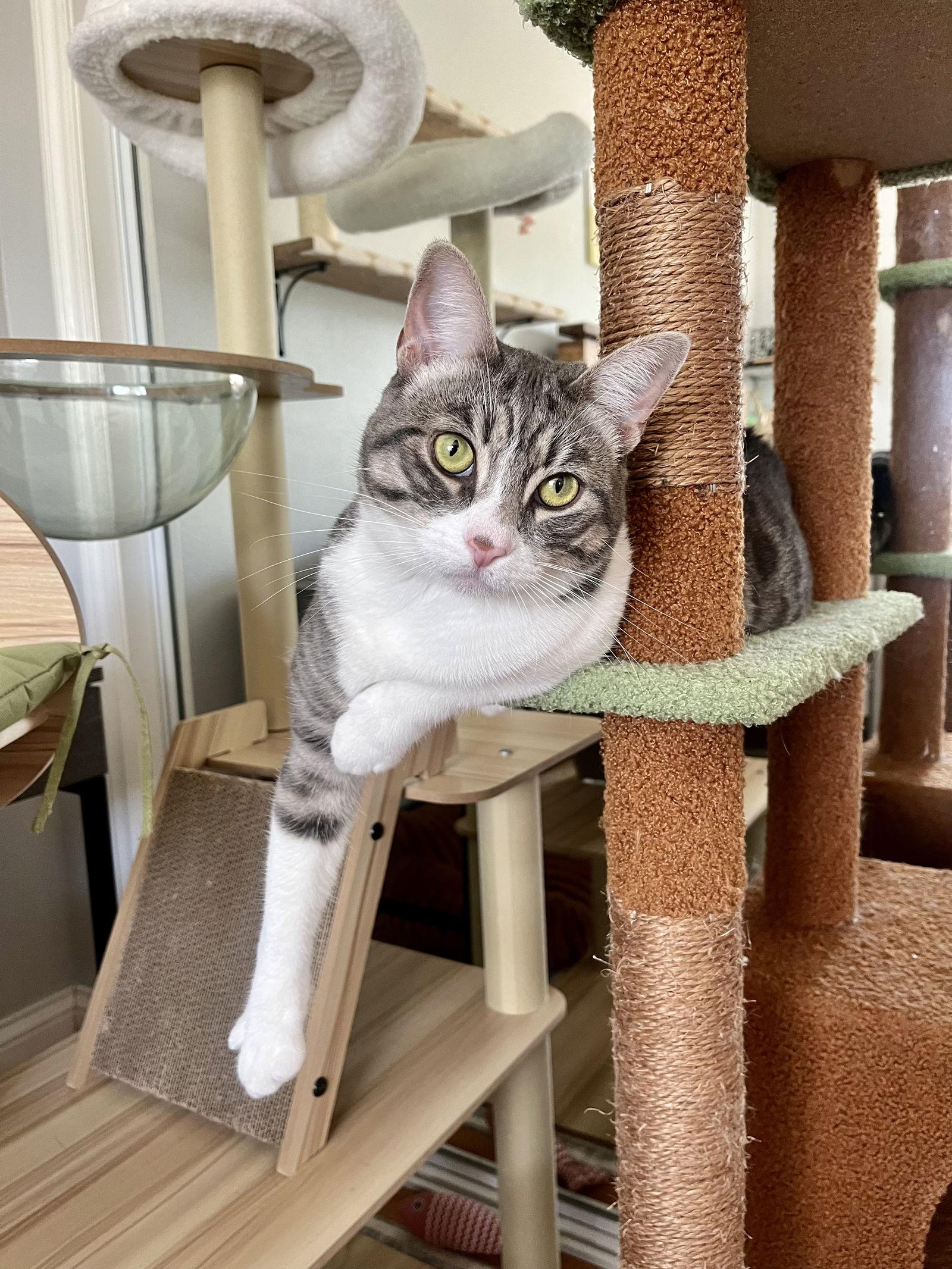 Heather, a Adoptable Domestic Short Hair in Long Beach, CA image 1/3