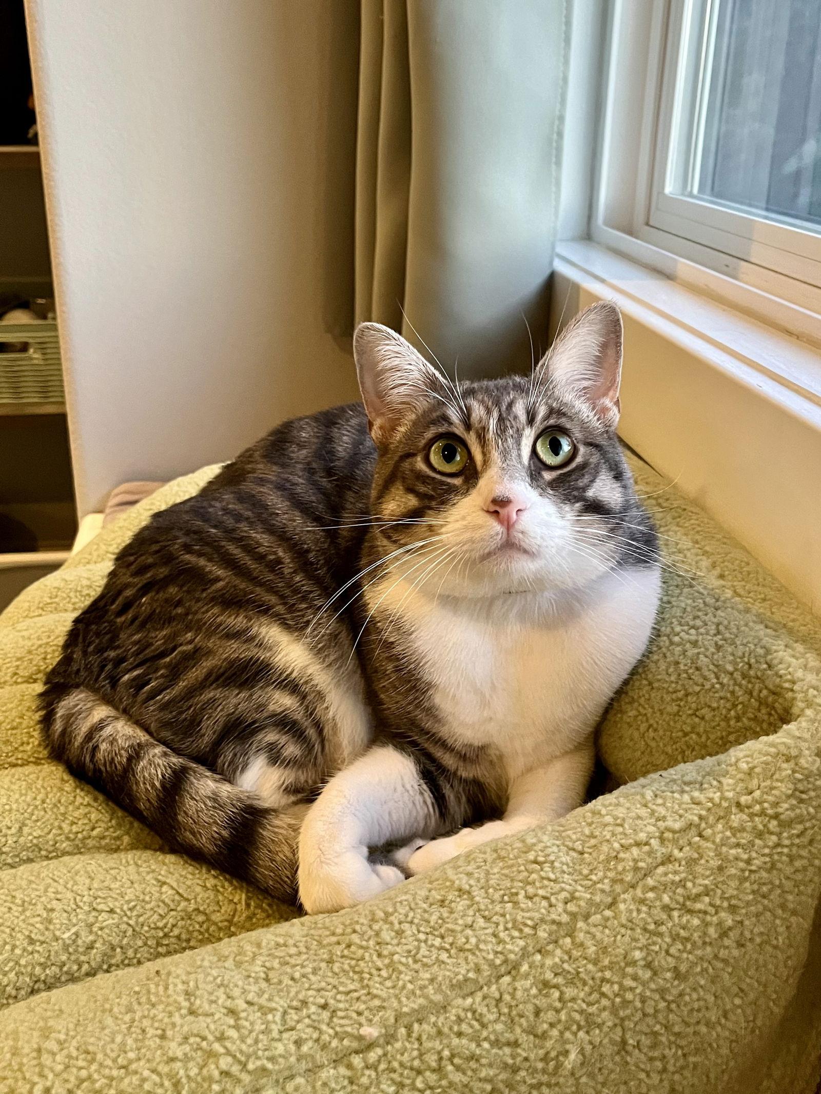 Heather, a Adoptable Domestic Short Hair in Long Beach, CA image 2/3