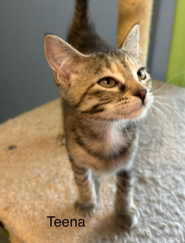 Teena, Adoptable, Kitten Female Domestic Short Hair.