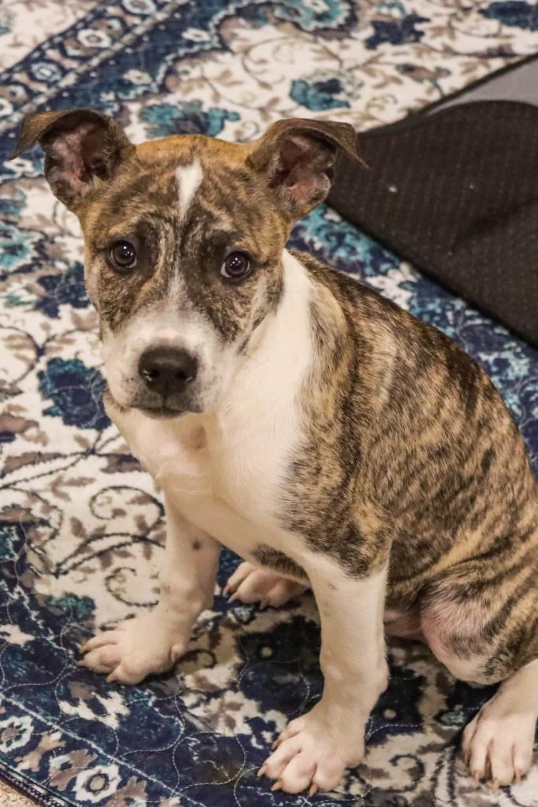 Karter, Adoptable, Puppy Male Shepherd.