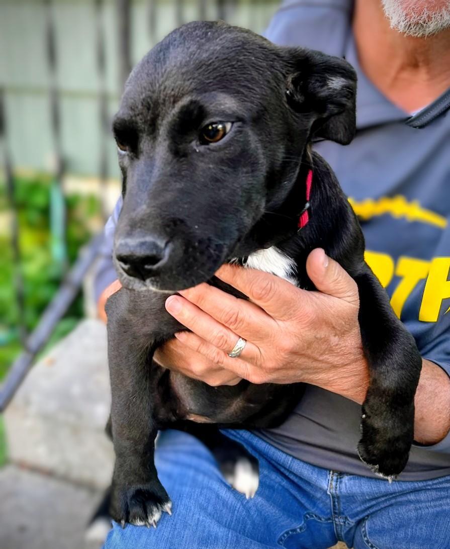 Gigi, Adoptable, Puppy Female Shepherd & Black Labrador Retriever.