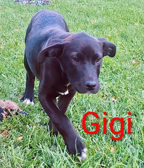 Gigi, an adoptable Shepherd, Black Labrador Retriever in Riverton, WY, 82501 | Photo Image 2