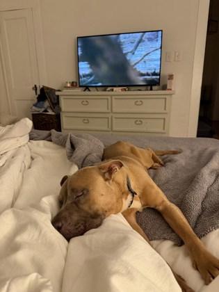 OG (160095) (In a foster home), ADOPTABLE, Young Male Pit Bull Terrier.