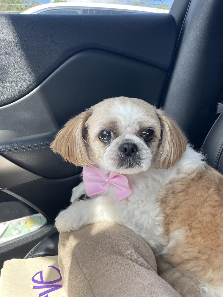 Enlarge Dulce, a Adoptable Shih Tzu in Palm Harbor, FL image 1/1