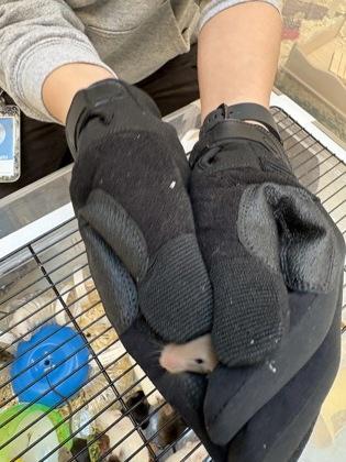 Enlarge Washington, a Adoptable Mouse in Seattle, WA image 1/2