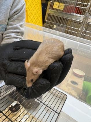 Enlarge Washington, a Adoptable Mouse in Seattle, WA image 2/2
