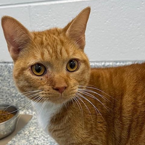 Enlarge Volcano, an adopted Domestic Short Hair in Stafford, VA image 1/1