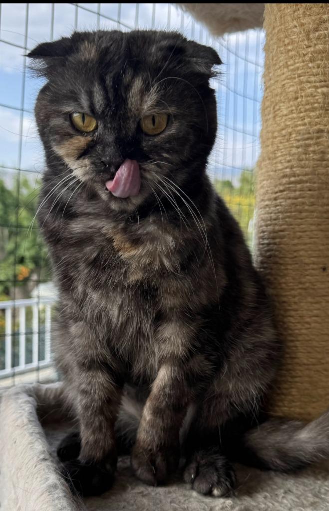 Cinnamon, Adoptable, Young Female Scottish Fold.